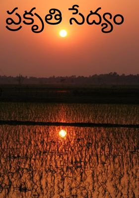 ప్రకృతి సేద్యం 