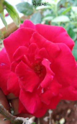 મેળામાં