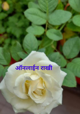 ऑनलाईन राखी