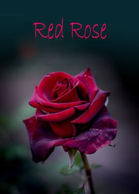 Red Rose