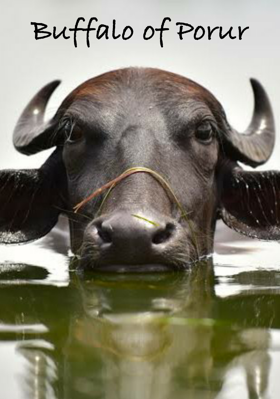 Buffalo Of Porur