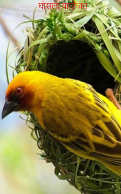 घोसला यादो का