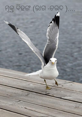 ମୂକ୍ତ ବିହଙ୍ଗ (ଭାଗ -ଚଉଦ )