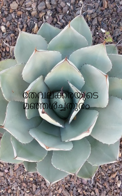 തേവലക്കരയുടെ മഞ്ഞൾച്ചതുരം