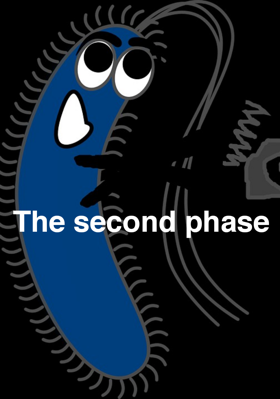 The second phase