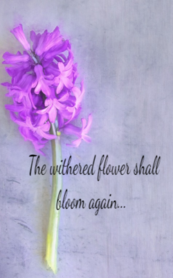 The withered flower shall bloom again...