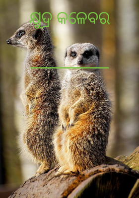 କ୍ଷୁଦ୍ର କଳେବର