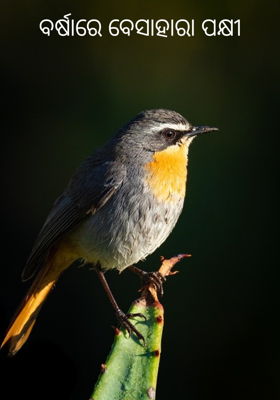 ବର୍ଷାରେ ବେସାହାରା ପକ୍ଷୀ