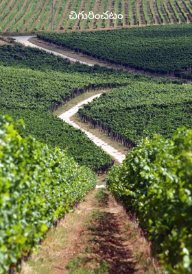 చిగురించటం