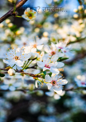 तरी का? उमलेना...