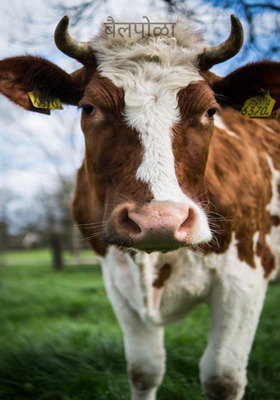 बैलपोळा