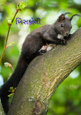 ખિસકોલી