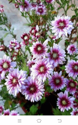 काव्य गीत