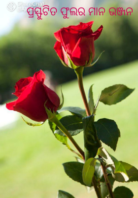 ପ୍ରସ୍ଫୁଟିତ ଫୁଲର ମାନ ଭଞ୍ଜନ