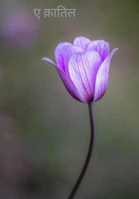 ए क़ातिल