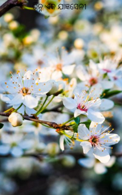 ଭିନ୍ନ ଏକ ଯାଜ୍ଞସେନୀ