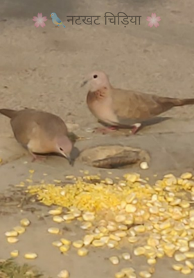 🌸🐦नटखट चिड़िया 🌸