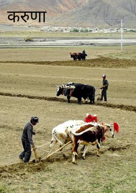 करुणा (लघुकथा)
