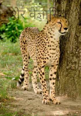 शेर वैज्ञानिक