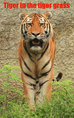 Tiger in the tiger grass