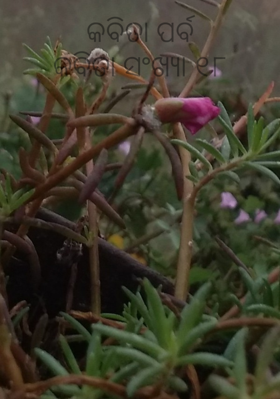 କବିତା ପର୍ବକବିତା ସଂଖ୍ୟା ୧୮