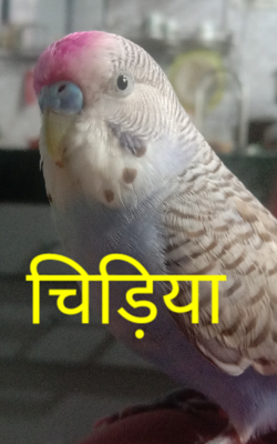 चिड़िया