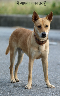 मैं आपका वफादार हूँ