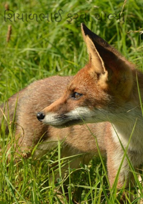 શિયાળભાઈ ફરવા ચાલ્યાં