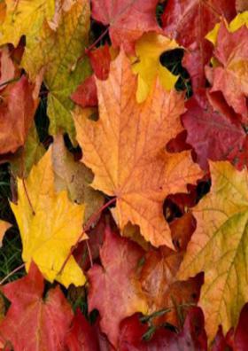 સબંધ પાનખરની