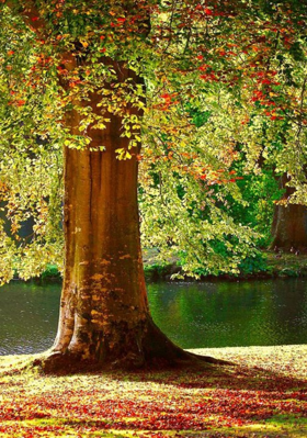 क्रेजी इमोशंस