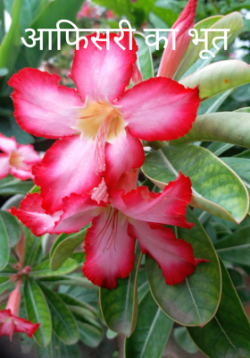 आफिसरी का भूत