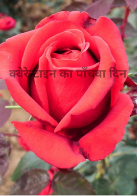 क्वेरेन्टाइन का पाँचवा दिन