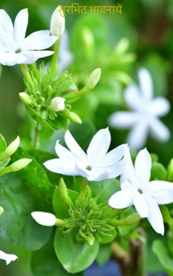 सुरभित भावनायें