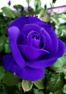 बेहद दुखद भयंकर हादसा