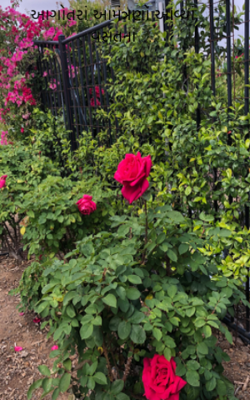 આગોતરાં આમંત્રણો આવ્યાં વસંતનાં