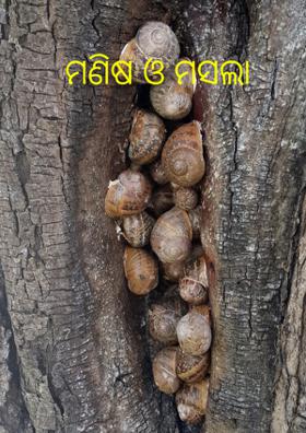 ମଣିଷ ଓ ମସଲା