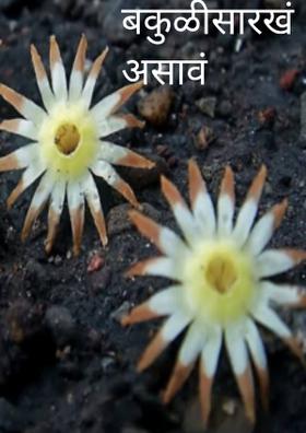 बकुळीसारखं असावं