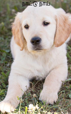 நாட்டு நாய்