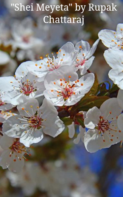 "Shei Meyeta" by Rupak Chattaraj