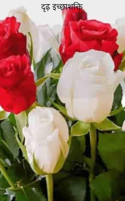 दृढ़ इच्छाशक्ति