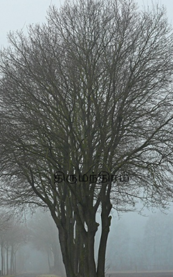 திருமந்திரம்