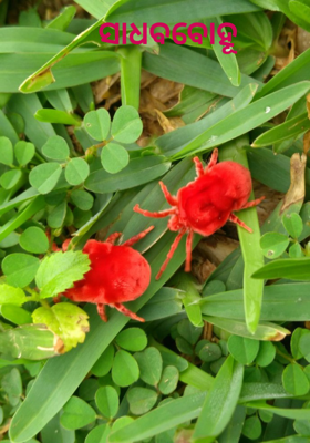 ସାଧବବୋହୂ