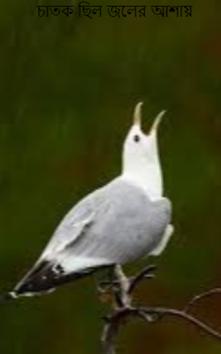 চাতক ছিল জলের আশায়