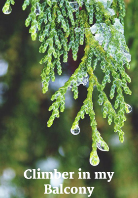 Climber In My Balcony