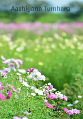 आशियाना तुम्हारा