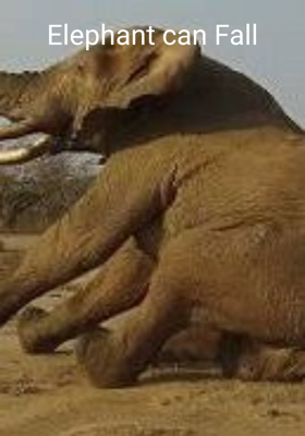 Elephant Can Fall