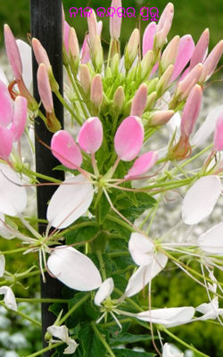 ନୀଳ କନ୍ଦରର ପ୍ରଭୁ 