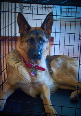 ଆହତ ନାଗୁଣୀ 