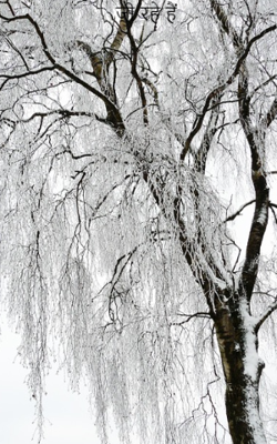 जी रहे हैं