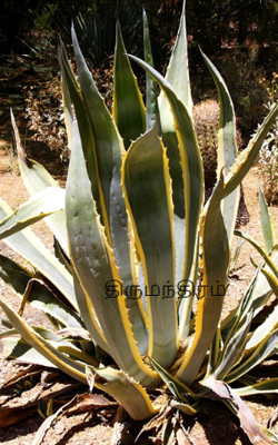 திருமந்திரம்